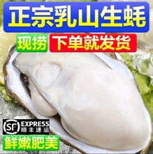 顺丰包邮乳山生蚝新鲜正宗乳山牡生蚝蛎鲜活带壳海蛎子一整箱批发