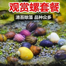 彩色蜗牛观赏螺苹果螺除藻吃鱼屎黄金螺淡水螺马来螺鱼缸清洁螺叁
