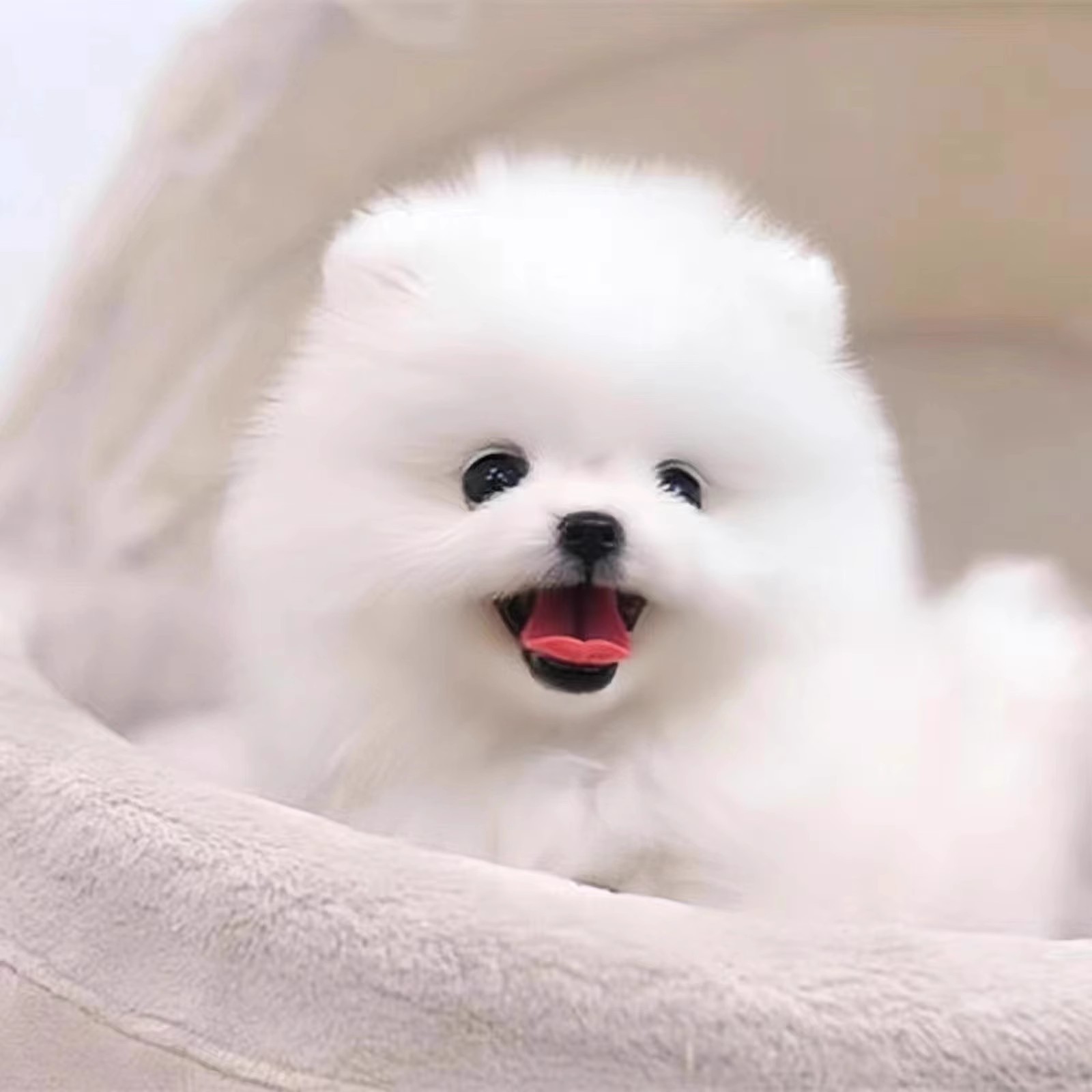 出售博美幼犬茶杯犬长不大俊介小型活体纯种博美宠物狗狗幼崽活物