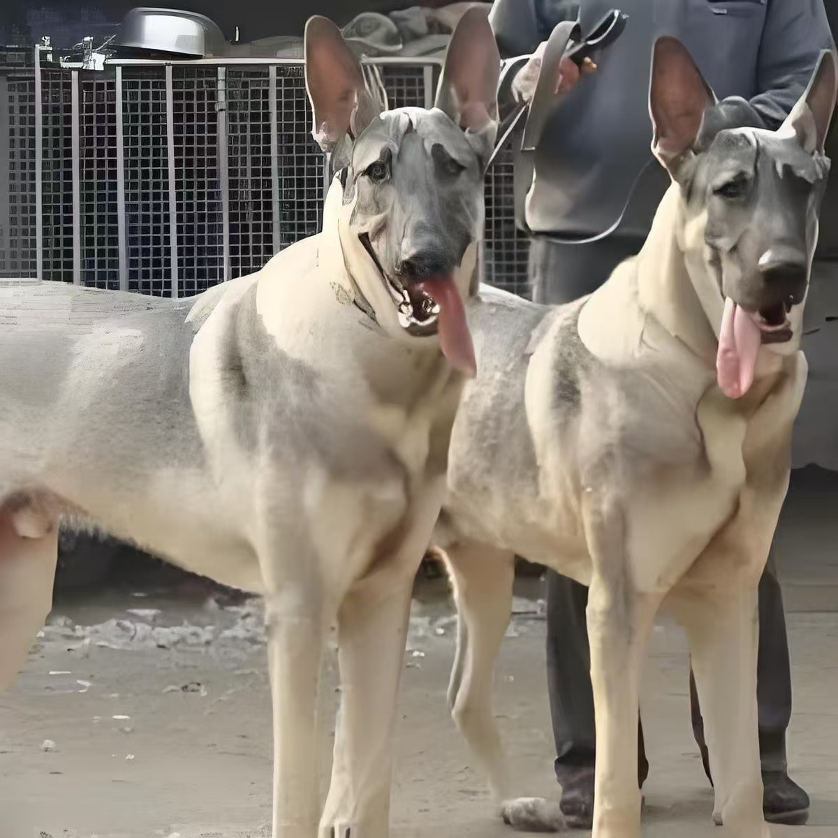 纯种狼青幼犬活体狼青护卫犬猛犬工作犬宠物犬大型犬宠物狗幼崽犬