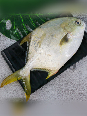 金鲳鱼新鲜鲜活冷冻特大金昌冰鲜深海大平鱼扁鱼水产包邮批发零售