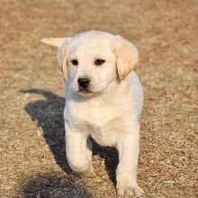 批发双血统拉布拉多幼犬活体纯种拉布拉多巡回犬宠物犬宠物狗活体