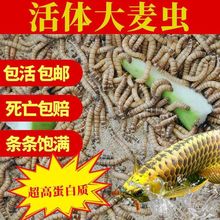 面包虫活体大麦虫活虫鲜活蛋白虫黄粉虫金龙鱼鱼食画眉鸟食虫子