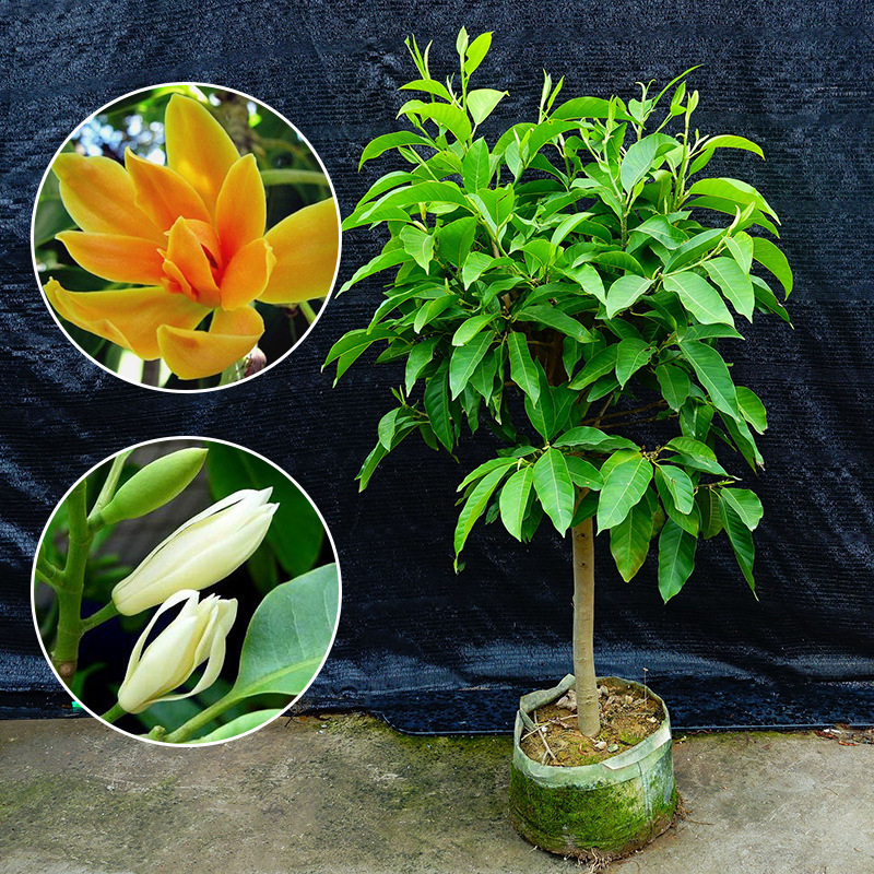 嫁接白兰花苗盆栽黄兰花树苗黄兰苗浓香阳台庭院绿植花期长易活