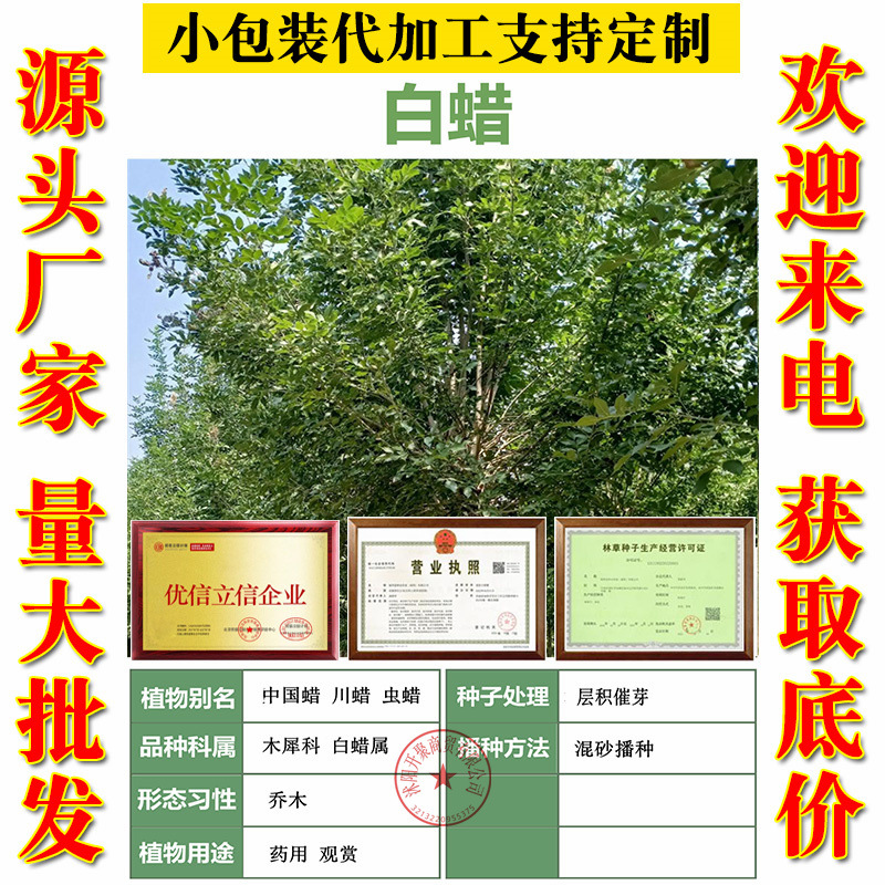 白蜡白蜡种子白蜡树种子东北白蜡种子产地直销免费提供播种技术