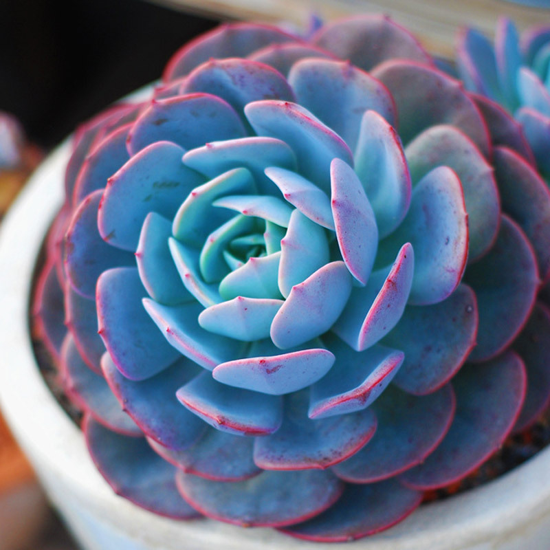 多肉植物皮氏蓝石莲花卉新款稀有清棚盆栽创意盆景园艺肉趣萌肉肉