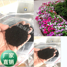 批发长春花种子 日日春 四季春 多年生花卉 从春至深秋开花不断