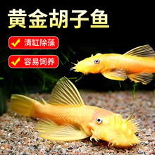 清道夫观赏鱼缸清洁工黄金胡子鱼除藻清洁淡水好养耐活清洁胡子鱼