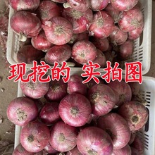山东扁葱应季新鲜水果洋葱红皮紫皮圆葱3斤/5斤批发生吃甜脆