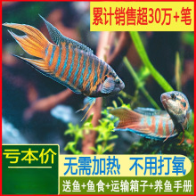 斗鱼批发活鱼冷水淡水观赏鱼好养耐养鱼小型宠物鱼苗代发超市批发