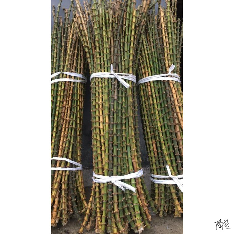 竹鞭抄网竹根原材料品竹抄网头装修飞蝇溪流手工短节文玩网材竹艺