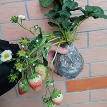 草莓苗带花带果带土带盆奶油草莓四季结果南北方种植室内阳台盆栽