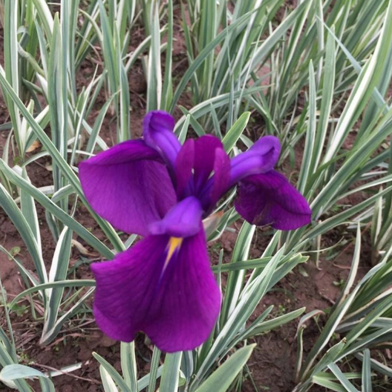 水生植物基地批发花叶玉蝉花苗水生花卉多年生草本植物花叶玉蝉花