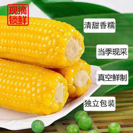 天景速冻粘玉米东北黄玉米粘玉米粘苞米冻玉米棒速冻即食网红食品