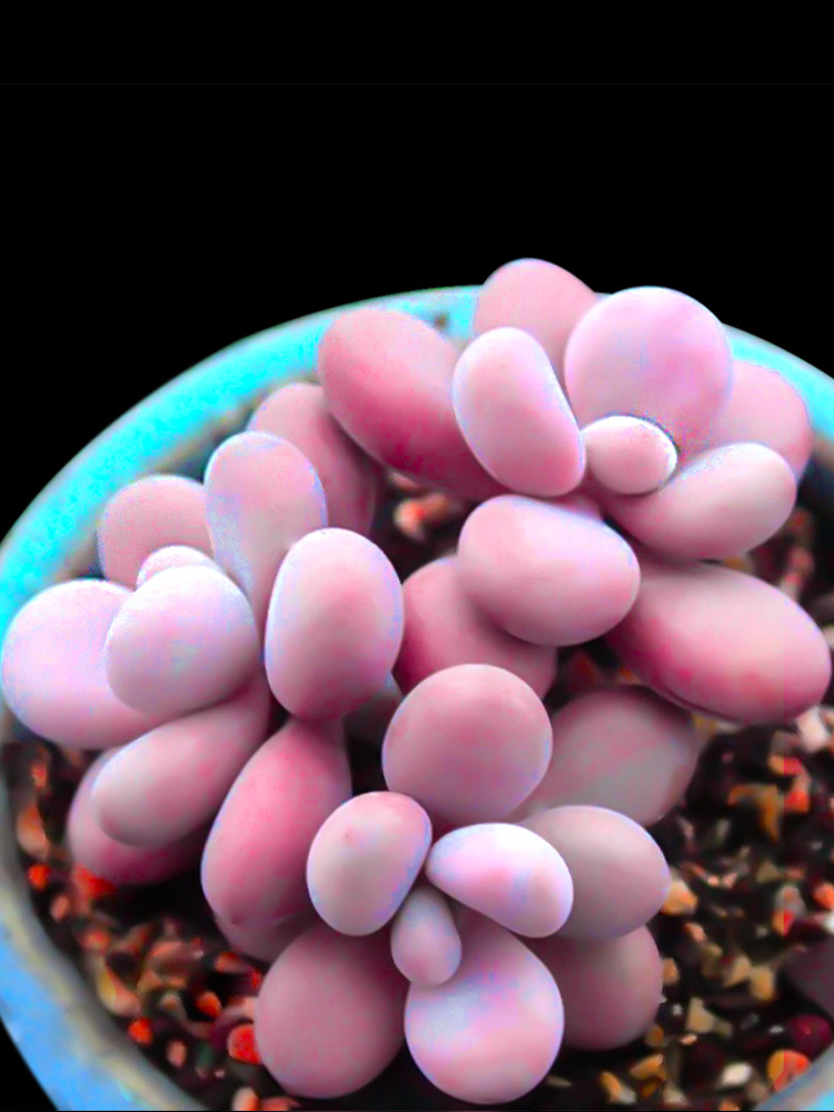 多肉植物批发组合盆栽新手新款室内办公桌好养桃蛋多肉桃之卵老桩