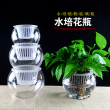 水培植物玻璃透明花瓶 水培绿萝发财树富贵竹花盆圆球养鱼缸容器