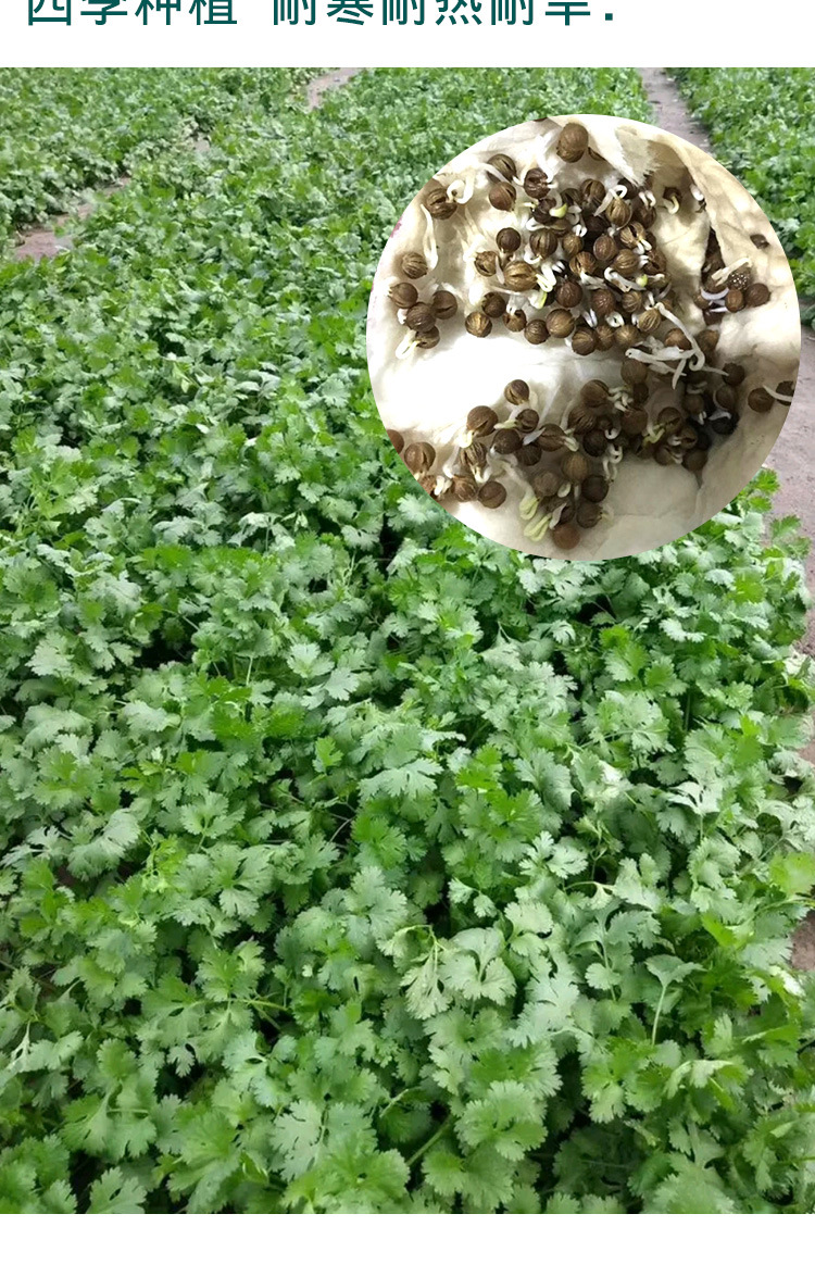 四季大叶香菜种子 农田菜地农户盆栽四季种植香菜芫荽籽香味浓郁