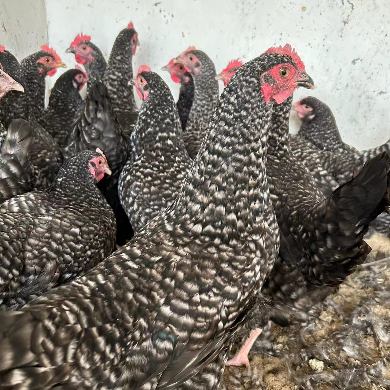 大量出售一斤芦花鸡活体半斤脱温芦花鸡苗土鸡蛋鸡活体批发价格