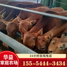 鲁西黄牛牛犊哪有卖的 小牛犊养殖场 四川哪有卖牛的