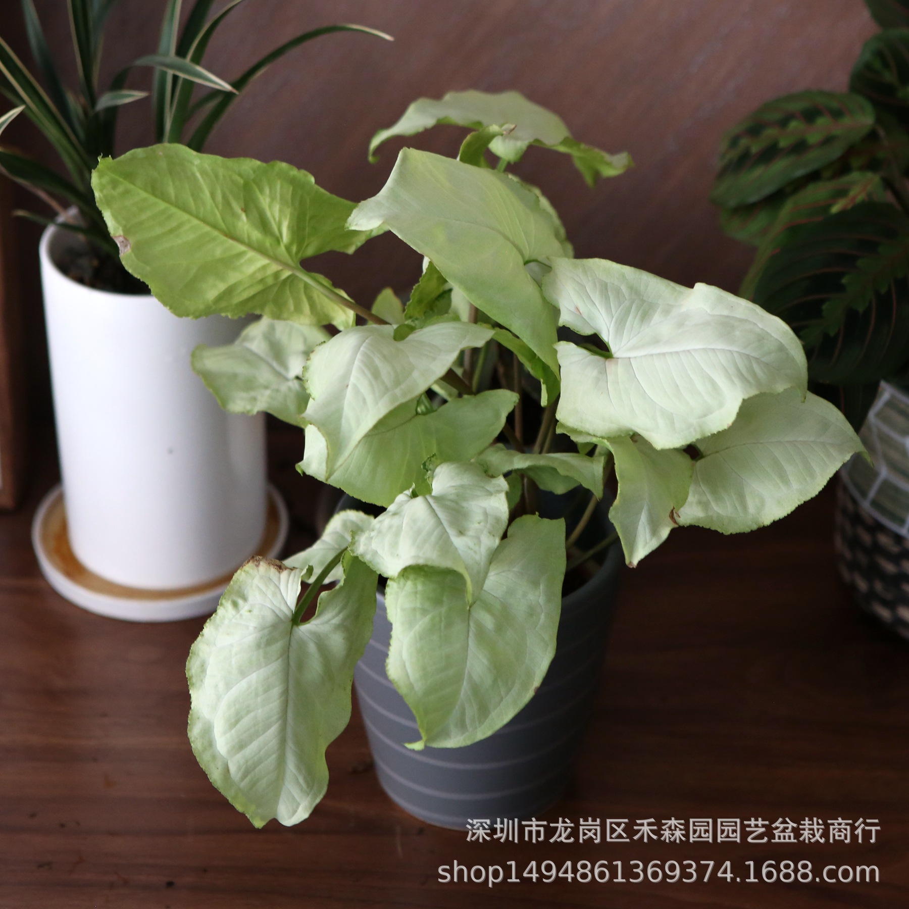 白蝴蝶合果芋小盆栽室内观叶花叶绿植耐阴可水培天南星科易养批发