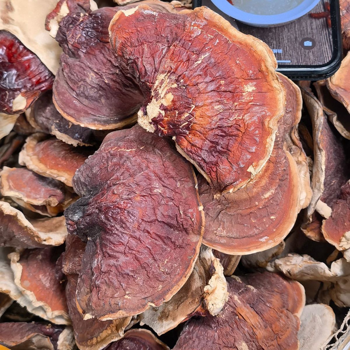 正宗长白山金边林下松杉灵芝 松杉灵芝500g 批发代发-阿里巴巴