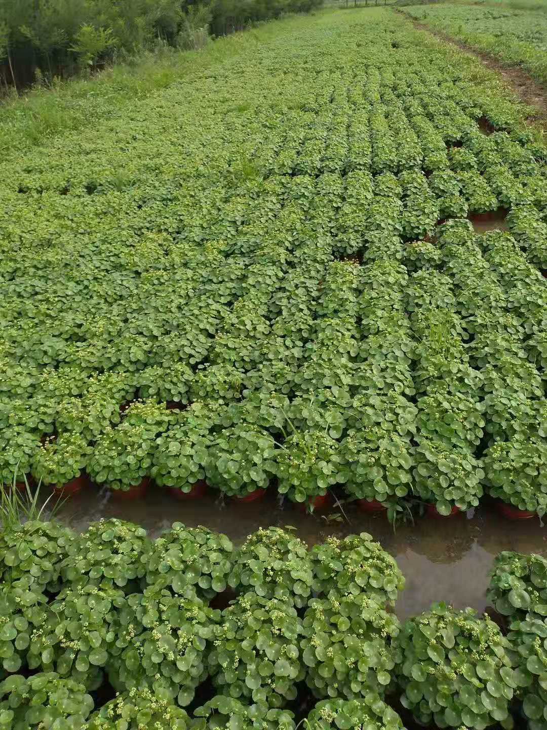 基地供应量大批发绿色水培植物水生植物铜钱草香菇草盆栽水体绿化
