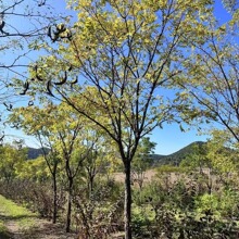 黄菠萝园林绿化树苗黄菠萝小苗耐寒落叶乔木