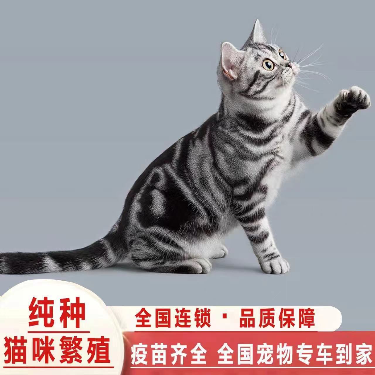 纯种美短虎斑猫幼猫活体美国短毛猫宠物猫幼崽美短起司加白猫宠物