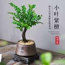 小叶紫檀盆景老桩绿植树苗中式盆栽室内办公桌面茶几花卉摆件好养