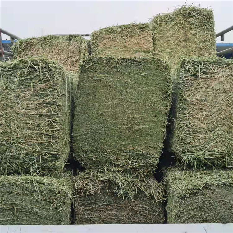 苜蓿草羊驼吃的草料苜蓿草捆压缩苜蓿草饲养羊驼草料矮马草料