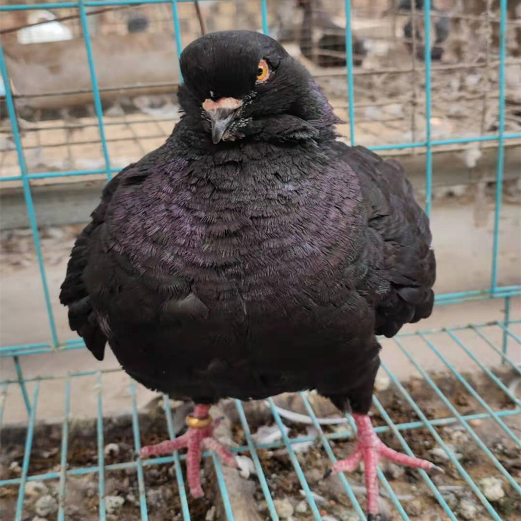 红元宝鸽子 落地王鸽子活体 圆环鸽子