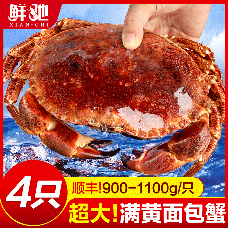 面包蟹母帝王蟹鲜活熟冻大螃蟹海蟹新鲜海鲜水产黄金蟹珍宝蟹