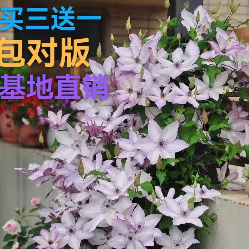 铁线莲爬藤植物庭院耐寒花卉乌托邦阳台四季攀援盆栽银币爬墙清仓