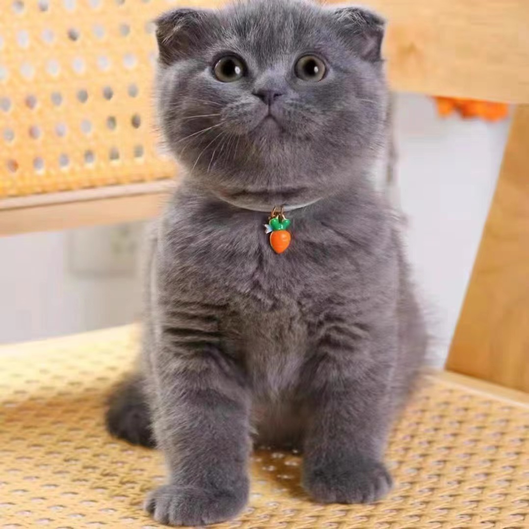英短蓝猫蓝白幼猫加菲猫血统猫舍金银渐层布偶猫咪活物矮脚宠物猫