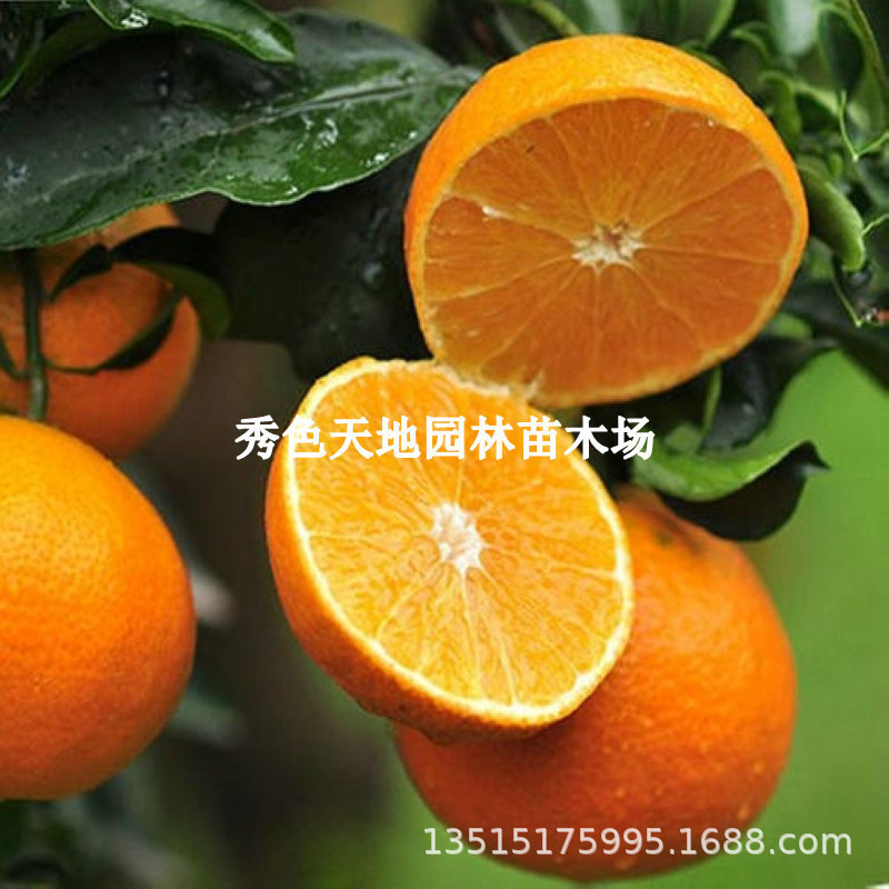 优良品种蜜奈夏橙树苗早熟嫁接橙子树苗褚橙树苗耐寒南方北方种植