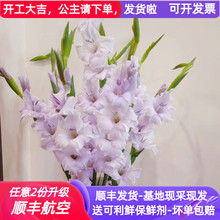 香芋紫剑兰鲜花云南昆明基地直批家用水养花束插花真花顺丰速递鲜