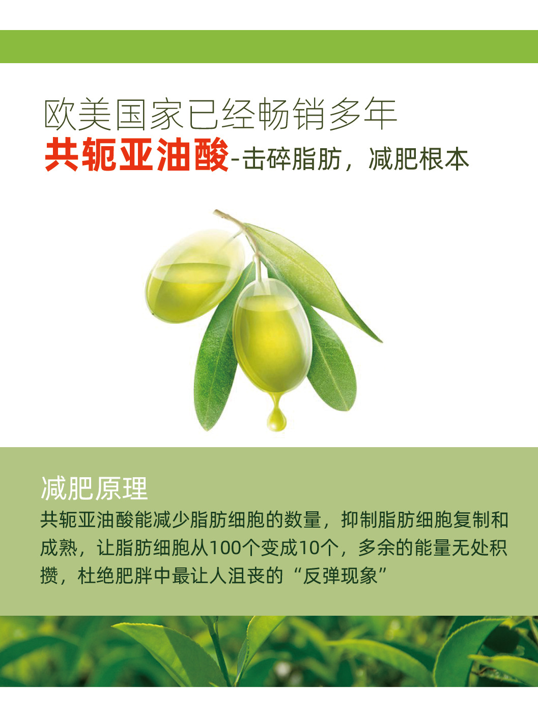 共轭亚油酸绿茶肉碱胶囊60粒茶多酚左旋肉碱减 肥食品保健品批发