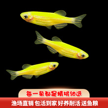 6BVQ斑马鱼灯科鱼大号活体冷淡水新练手好养红绿灯小型热带观赏金