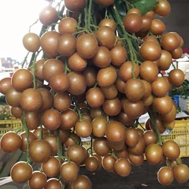 黑黄皮 嫁接 果树苗广西苗圃批发南北方种植 庭院 容易管理