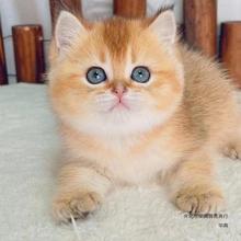 猫咪活体金渐层猫幼猫活体英短蓝猫幼猫活体蓝白猫咪阿比猫咪幼猫