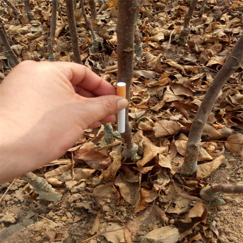 嫁接明月苹果苗量大从优 保湿邮寄明月苹果苗价格 苹果苗现挖现卖