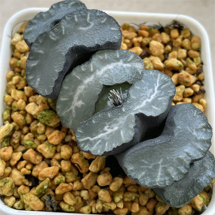 十二卷属玉扇系列 白亚玉扇 批发品种白亚玉扇