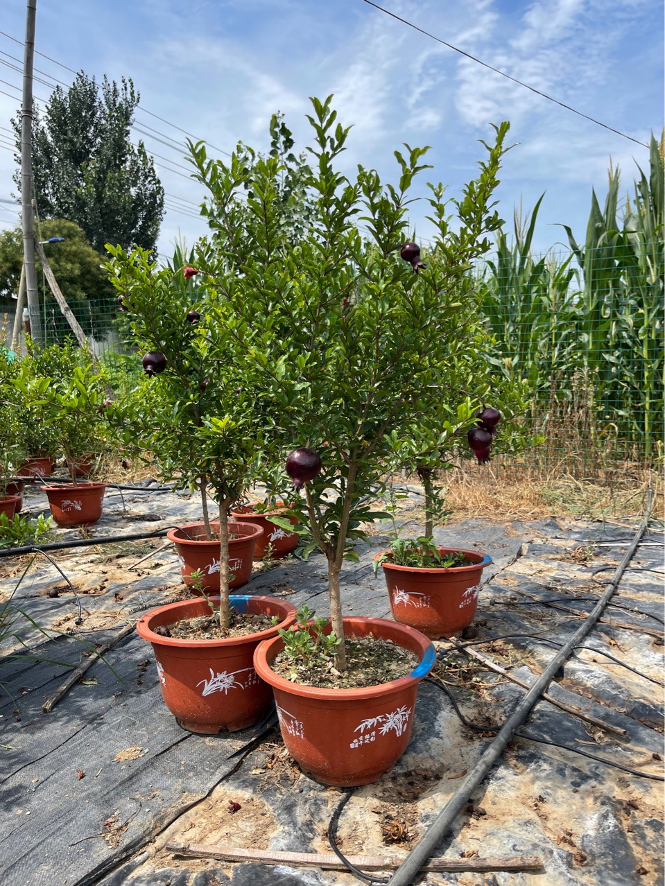 紫玉盆栽石榴树