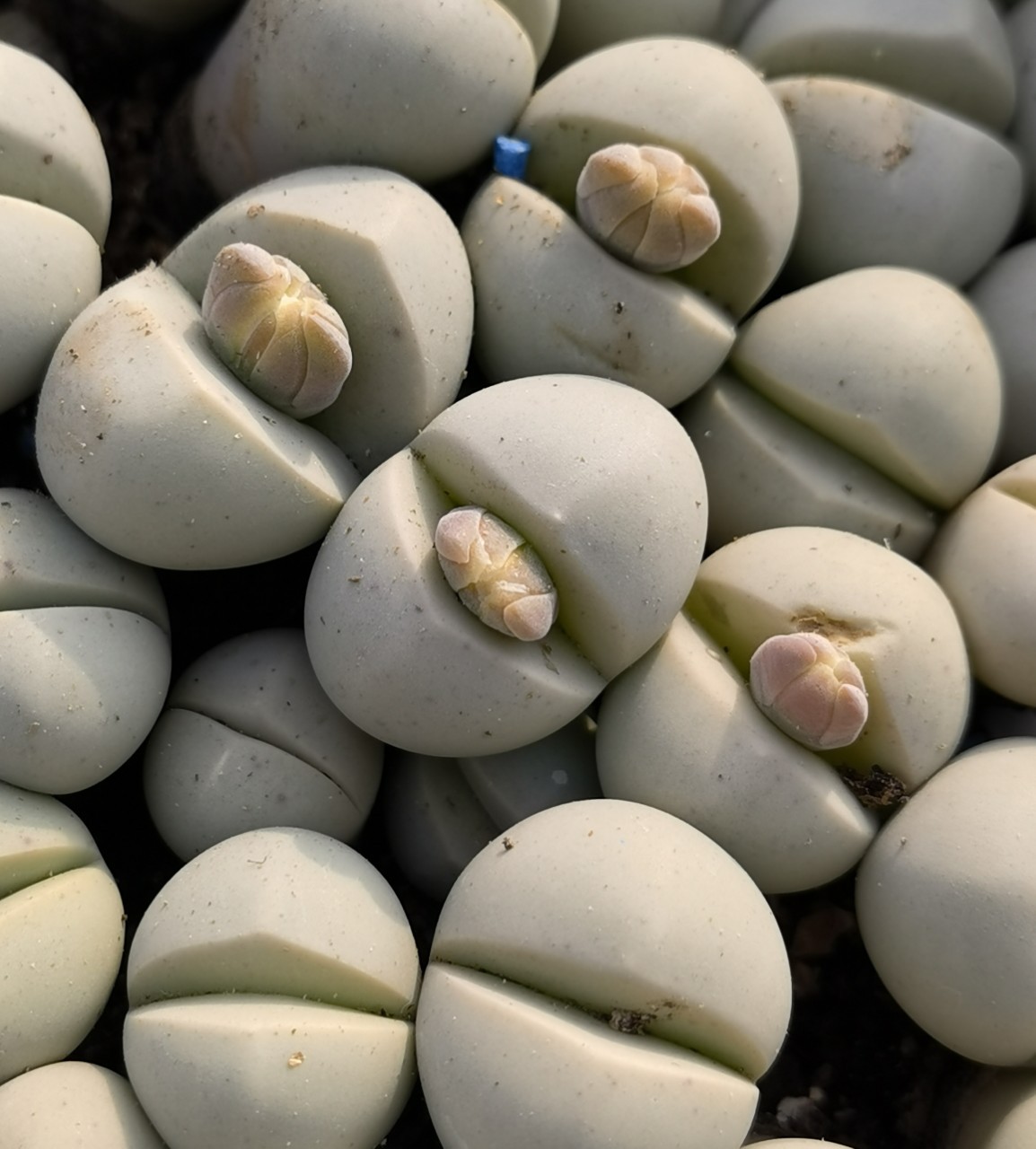 基地大棚直供春桃玉大母本开花株多肉植物花卉绿植小盆栽园艺室内