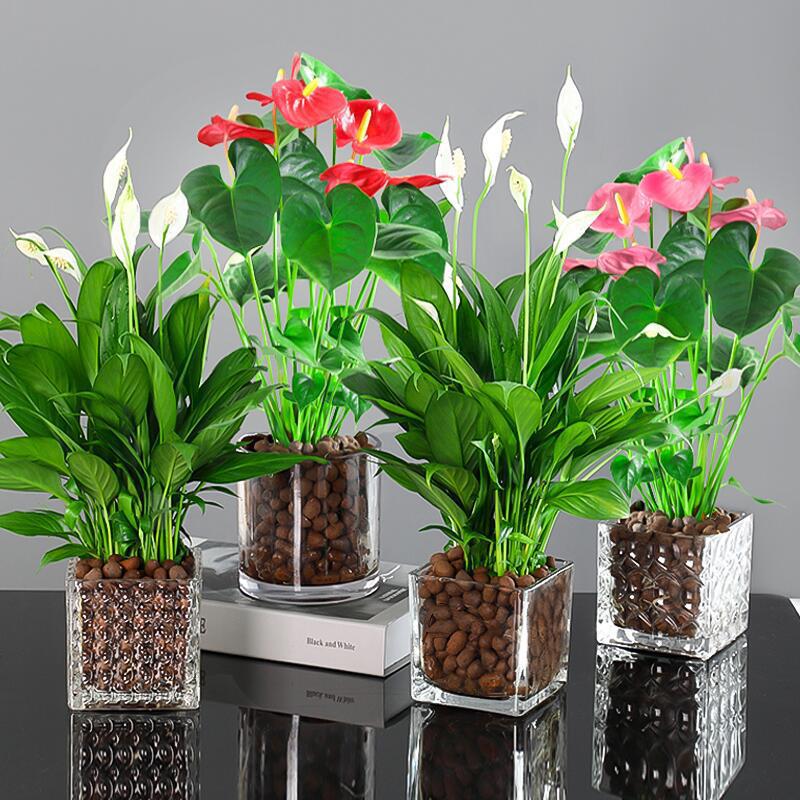 一帆风顺白掌盆栽水培红掌花卉植物室内好养绿植鸿运当头四季开花