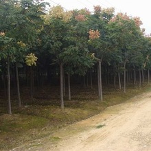 栾树苗小苗黄山栾北京栾园林工程绿化苗木行道树庭院风景占地树苗