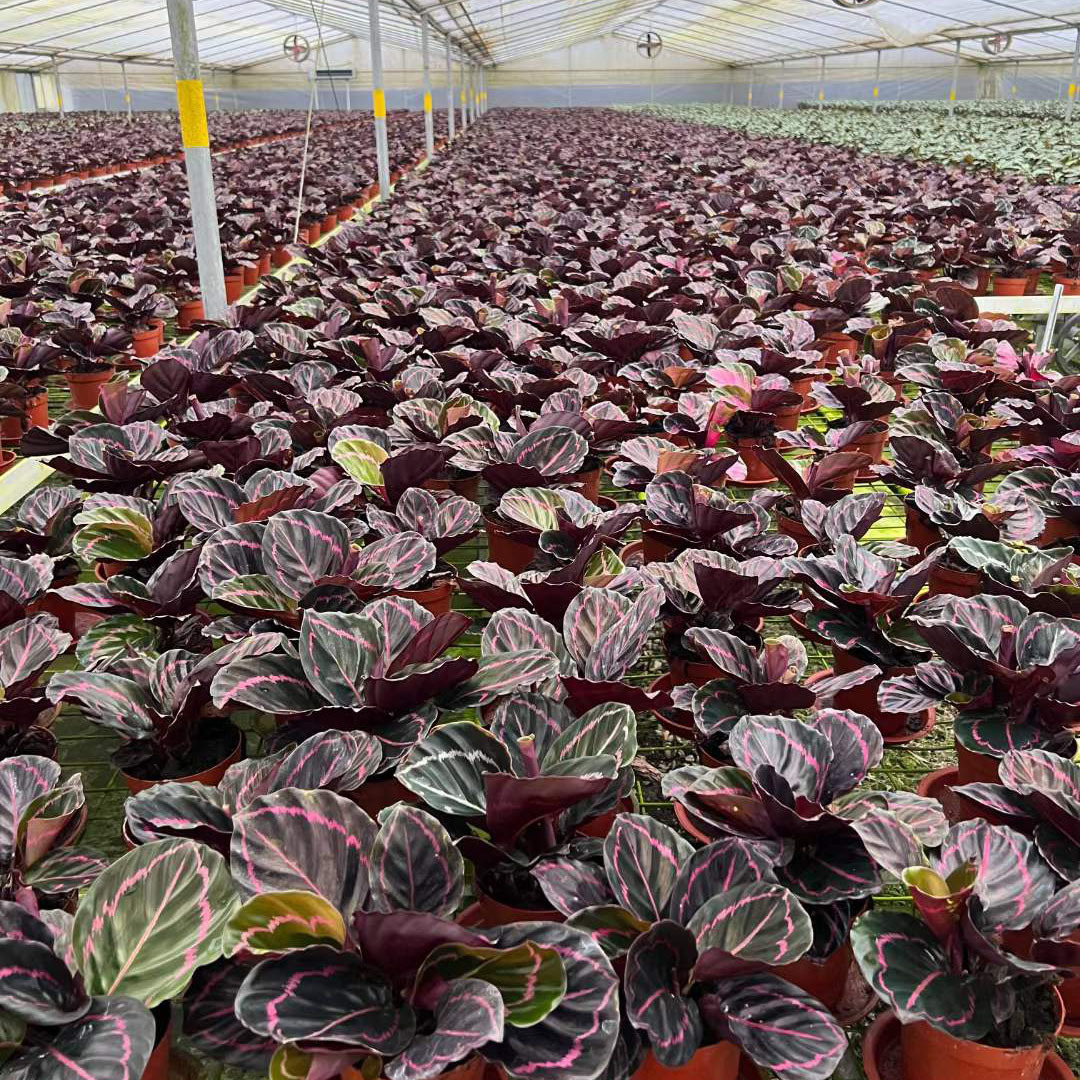 基地直销观叶植物室内小盆栽办公环境布置绿植110#红美丽竹芋