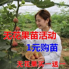 无花果树果苗盆栽带果带土特大无花果苗当年结果斯特拉无花果树苗