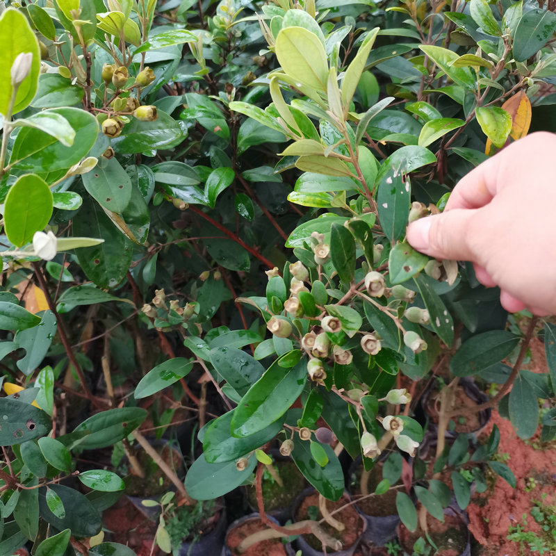 桃金娘树苗广西陈生果树种苗捻子树苗山捻子树苗南北方盆栽地栽