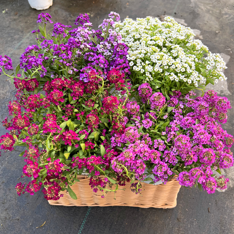 香雪球盆栽阳台庭院多年生耐寒耐冻爆花芳香花毯植物垂吊花卉带花